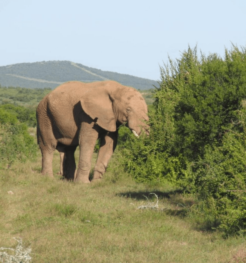 Tiere Vegetation